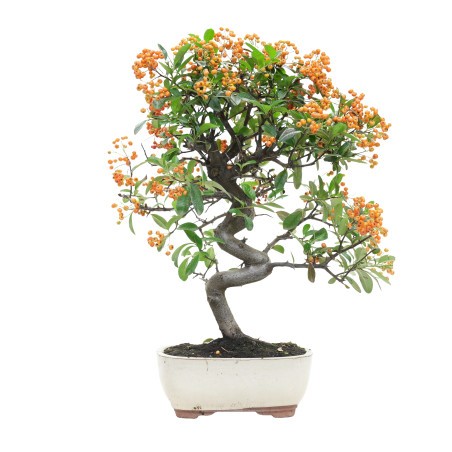 PYRACANTHA 15745