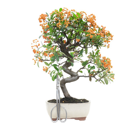 PYRACANTHA 15745