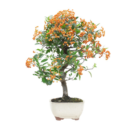 PYRACANTHA 15745