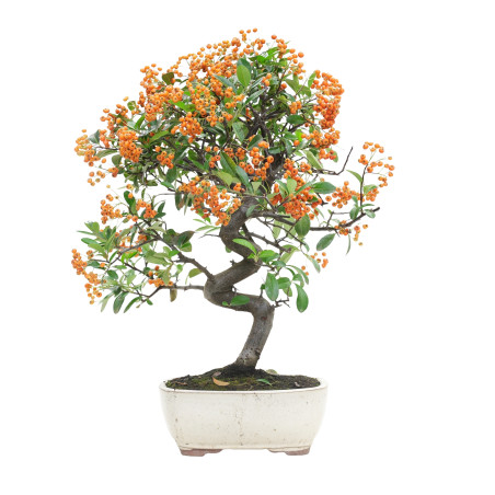 PYRACANTHA 15745