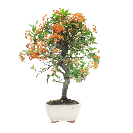 PYRACANTHA 15745