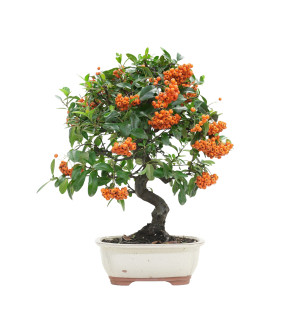 PYRACANTHA 15744