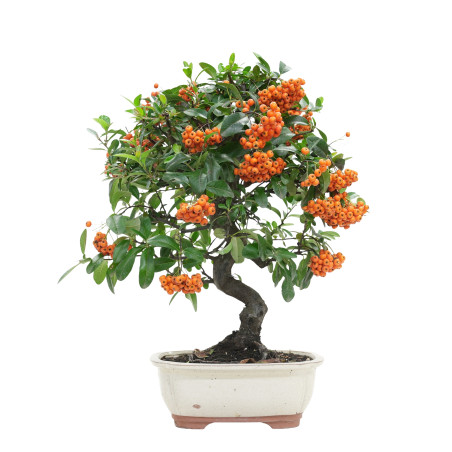 PYRACANTHA 15744
