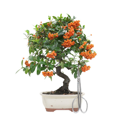 PYRACANTHA 15744