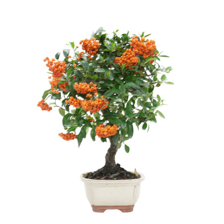 PYRACANTHA 15744