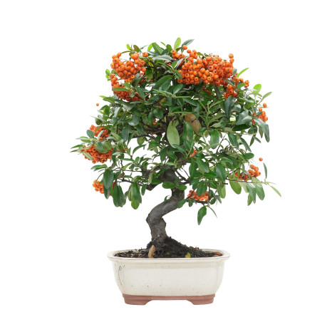 PYRACANTHA 15744