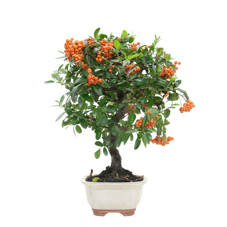 PYRACANTHA 15744