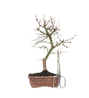 ACER PALMATUM DESHOJO 15719