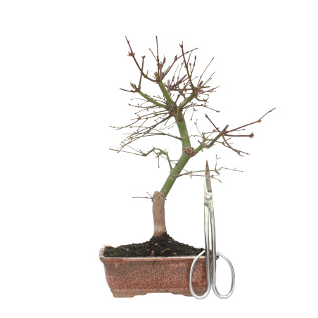 ACER PALMATUM DESHOJO 15719