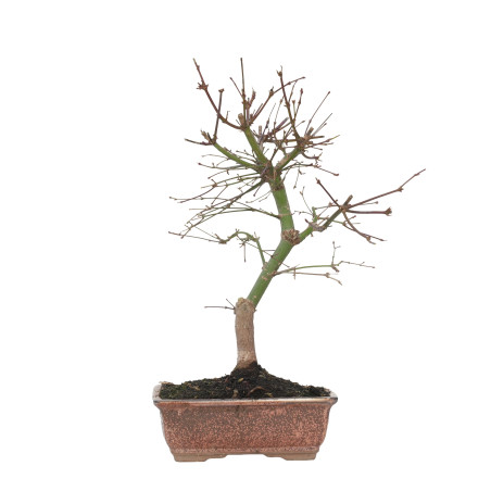 ACER PALMATUM DESHOJO 15719