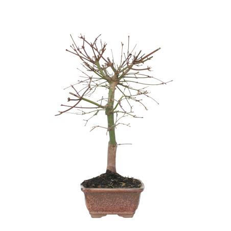 ACER PALMATUM DESHOJO 15719