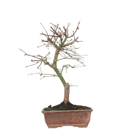 ACER PALMATUM DESHOJO 15719