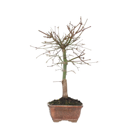 ACER PALMATUM DESHOJO 15719