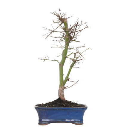 ACER PALMATUM DESHOJO 15727