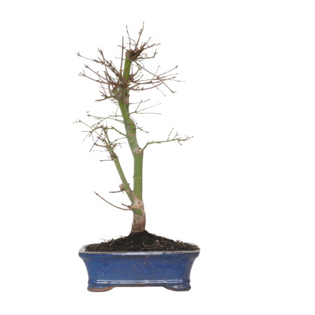 ACER PALMATUM DESHOJO 15727