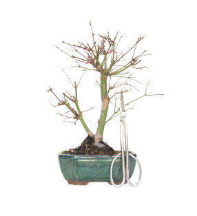 ACER PALMATUM DESHOJO 15723