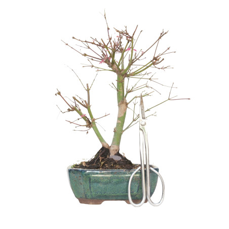 ACER PALMATUM DESHOJO 15723