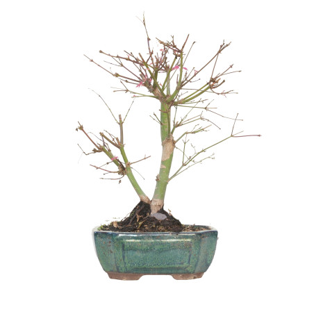 ACER PALMATUM DESHOJO 15723