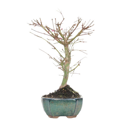 ACER PALMATUM DESHOJO 15723