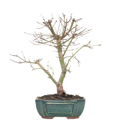 ACER PALMATUM DESHOJO 15723