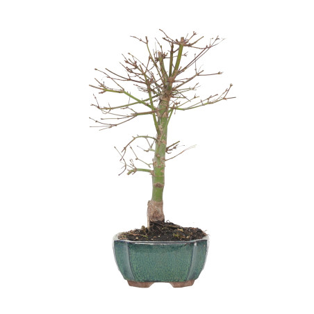 ACER PALMATUM DESHOJO 15723