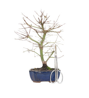 ACER PALMATUM DESHOJO 15720