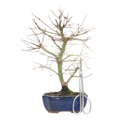 ACER PALMATUM DESHOJO 15720