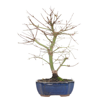 ACER PALMATUM DESHOJO 15720