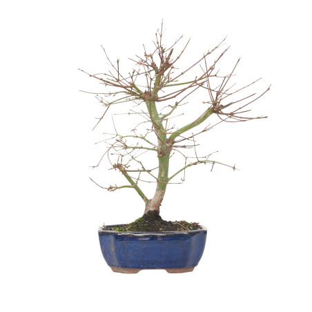 ACER PALMATUM DESHOJO 15720