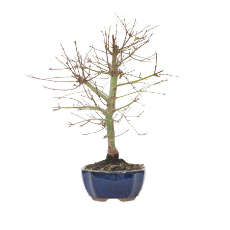 ACER PALMATUM DESHOJO 15720