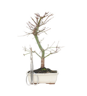 ACER PALMATUM DESHOJO 15717