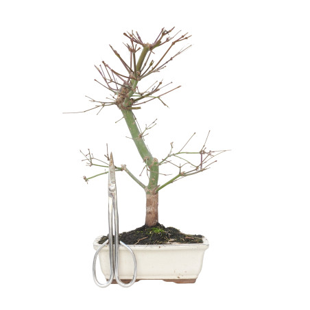 ACER PALMATUM DESHOJO 15717