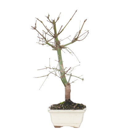 ACER PALMATUM DESHOJO 15717