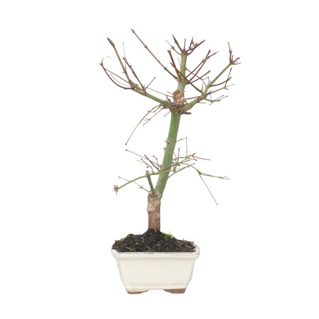 ACER PALMATUM DESHOJO 15717