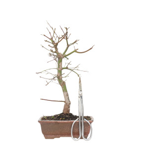 ACER PALMATUM DESHOJO 15718