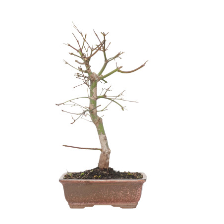 ACER PALMATUM DESHOJO 15718