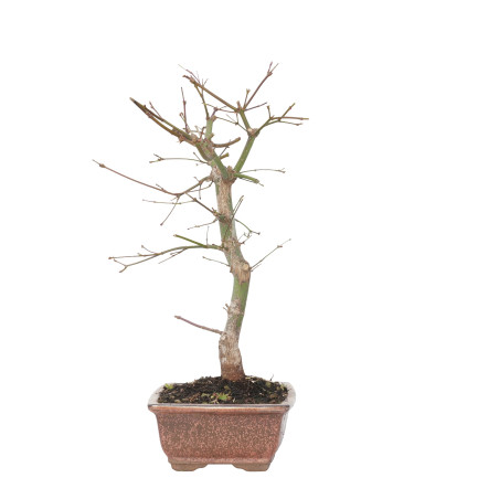 ACER PALMATUM DESHOJO 15718