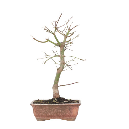 ACER PALMATUM DESHOJO 15718