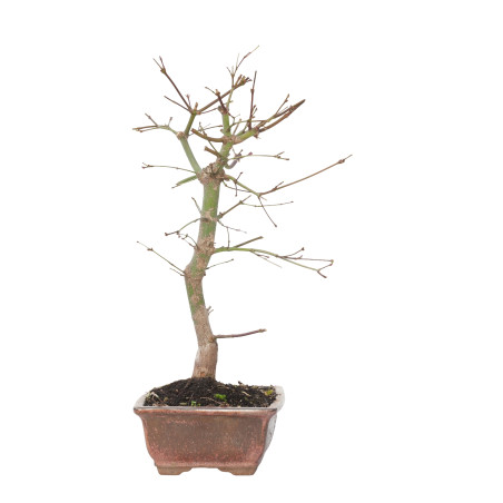 ACER PALMATUM DESHOJO 15718