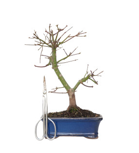 ACER PALMATUM DESHOJO 15725