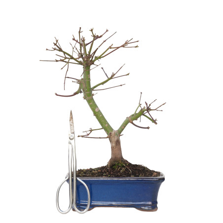 ACER PALMATUM DESHOJO 15725