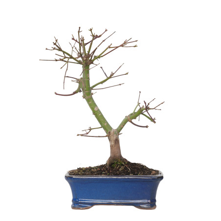 ACER PALMATUM DESHOJO 15725