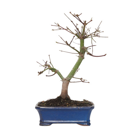 ACER PALMATUM DESHOJO 15725