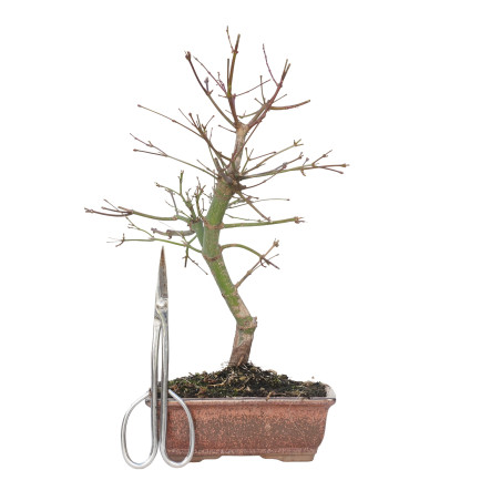 ACER PALMATUM DESHOJO 15716