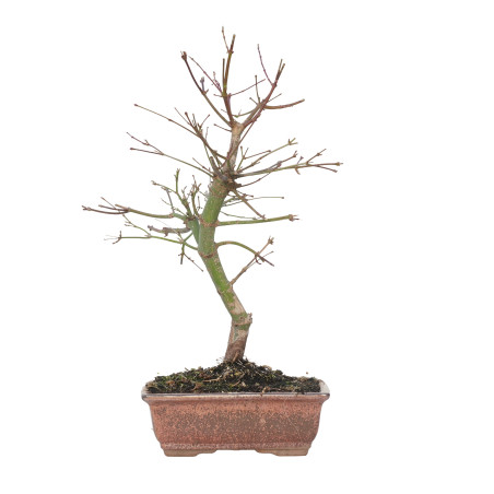 ACER PALMATUM DESHOJO 15716