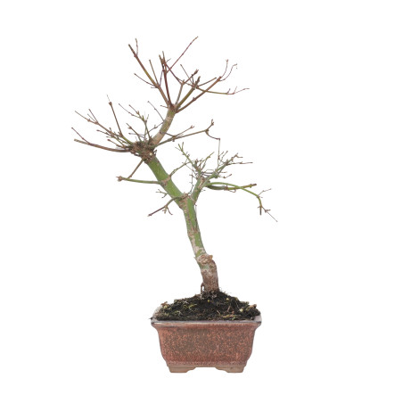 ACER PALMATUM DESHOJO 15716