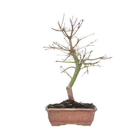 ACER PALMATUM DESHOJO 15716