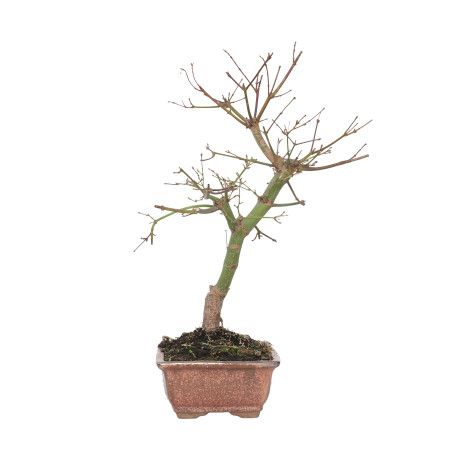 ACER PALMATUM DESHOJO 15716