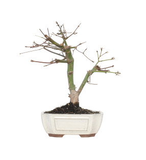 ACER PALMATUM DESHOJO 15724