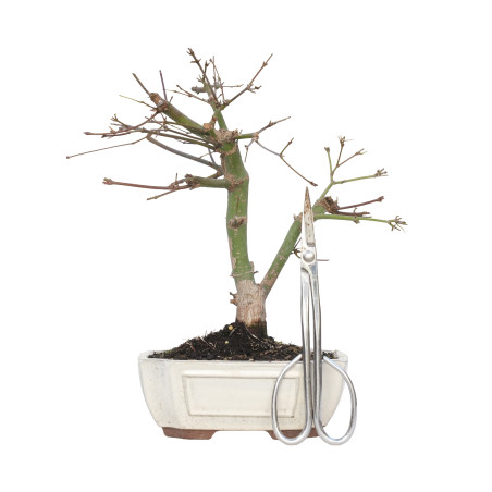 ACER PALMATUM DESHOJO 15724